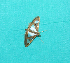 Glyphodes bivitralis