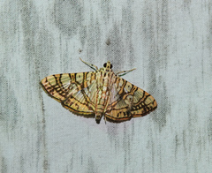 Glyphodes caesalis
