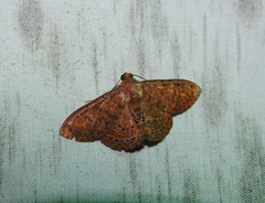 Homodes bracteigutta