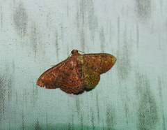 Homodes bracteigutta