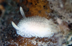 Acanthodoris