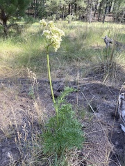 Psacalium decompositum