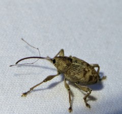 Curculio caryae
