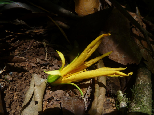 Image of Erblichia odorata by (c) Eduardo Chacón Madrigal, some rights reserved (CC BY)