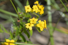 Lithospermum canescens