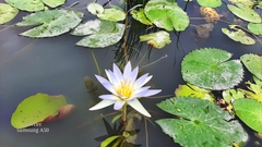 Nymphaea nouchali caerulea