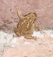 Bufo bufo