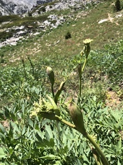 Angelica capitellata