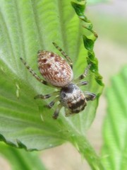 Opisthoncus parcedentatus