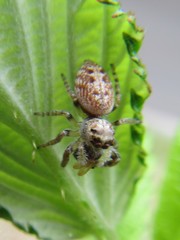 Opisthoncus parcedentatus