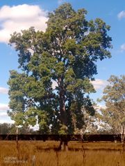Flindersia australis