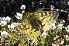 Parnassius eversmanni