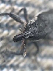 Scaphomorphus