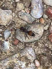 Dasymutilla texanella