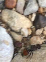 Dasymutilla texanella