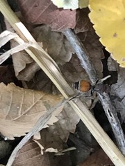 Dasymutilla texanella