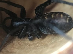 Castianeira descripta