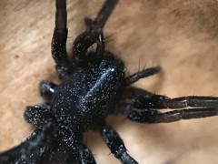 Castianeira descripta