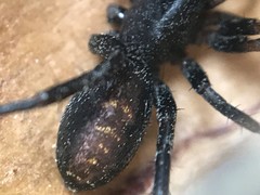 Castianeira descripta