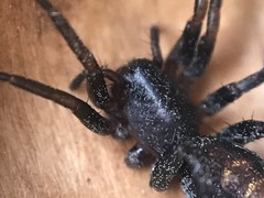 Castianeira descripta