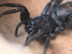 Castianeira descripta