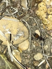 Dasymutilla texanella