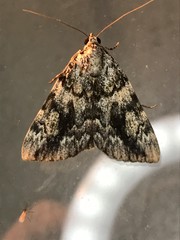 Catocala lineella