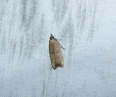 Helcystogramma