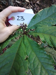 Pittosporum rubiginosum