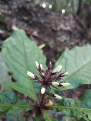 Pittosporum rubiginosum