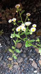 Erigeron annuus