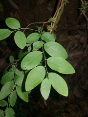 Breynia oblongifolia