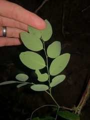 Breynia oblongifolia