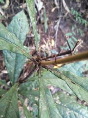 Pittosporum rubiginosum