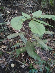 Pittosporum rubiginosum