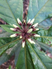 Pittosporum rubiginosum
