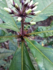 Pittosporum rubiginosum