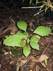Clerodendrum floribundum