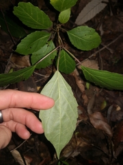 Clerodendrum floribundum