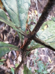 Pittosporum rubiginosum