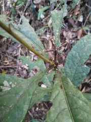 Pittosporum rubiginosum