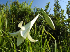 Lilium longiflorum