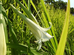 Lilium longiflorum