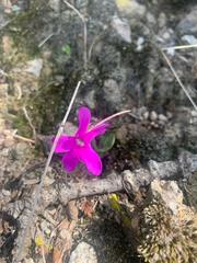 Pinguicula oblongiloba