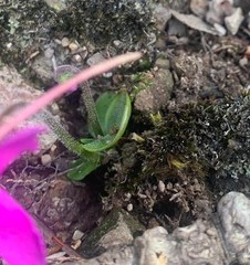 Pinguicula oblongiloba