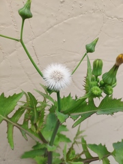 Sonchus oleraceus