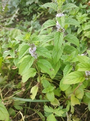 Mentha arvensis