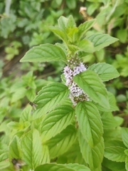 Mentha arvensis