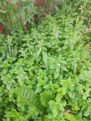 Mentha arvensis