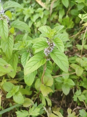 Mentha arvensis